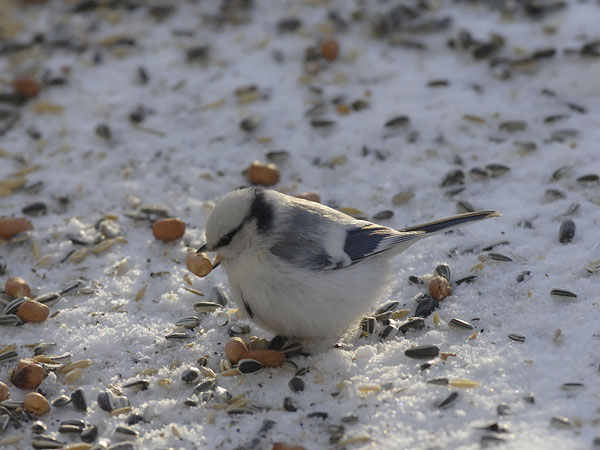 Valkopäätiainen, Azure Tit, Cyanistes cyanus